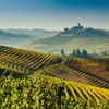 Vinice Langhe, region Piedmont, Itálie