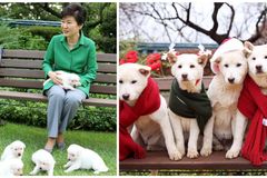 Jak jste mohla opustit své věrné psy? Do korejské exprezidentky se pustili i ochránci zvířat