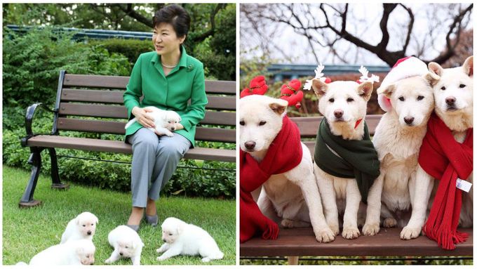 Vlevo: Pak Kun-hje v září 2015 se svými štěňaty. Vpravo: Pětice štěňat na Vánoce 2016.
