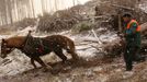 Rok po větrné smršti je ve Vysokých Tatrách stále co dělat. František Chudáček stahuje dřevo s kobylou Kate. Odhaduje, že Tatry ho budou živit tak dva až tři roky. Teď přes zimu si ale chce udělat dovolenou. Sněžit začalo včera.