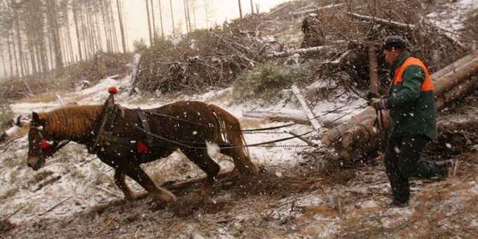 Rok po větrné smršti je ve Vysokých Tatrách stále co dělat. František Chudáček stahuje dřevo s kobylou Kate. Odhaduje, že Tatry ho budou živit tak dva až tři roky. Teď přes zimu si ale chce udělat dovolenou. Sněžit začalo včera.