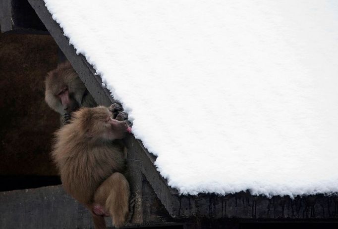 Pavián babuin líže sníh ze střechy svého přístřešku, který se nachází v šanghajské zoo.