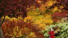 Three year-old Annie Wood rides her scooter in front of changing autumn leaves in Sheffield Park Gardens near Haywards Heath in southern England October 17, 2012. REUTERS/Luke MacGregor (ENVIRONMENT SOCIETY) Published: Říj. 17, 2012, 3:17 odp.