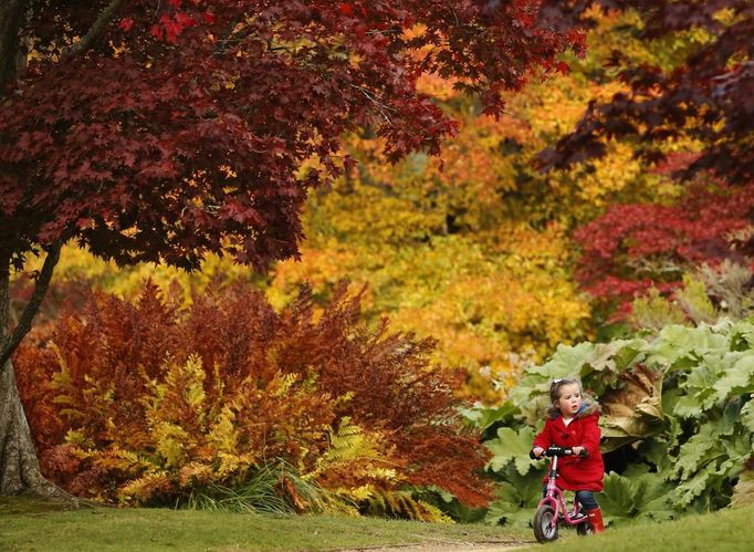 Three year-old Annie Wood rides her scooter in front of changing autumn leaves in Sheffield Park Gardens near Haywards Heath in southern England October 17, 2012. REUTERS/Luke MacGregor (ENVIRONMENT SOCIETY) Published: Říj. 17, 2012, 3:17 odp.