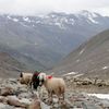 Fotogalerie / Ovce v Alpách / Reuters / 12