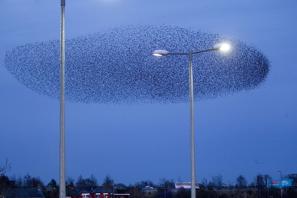 Fotogalerie: Když na obloze kouzlí hejna špačků