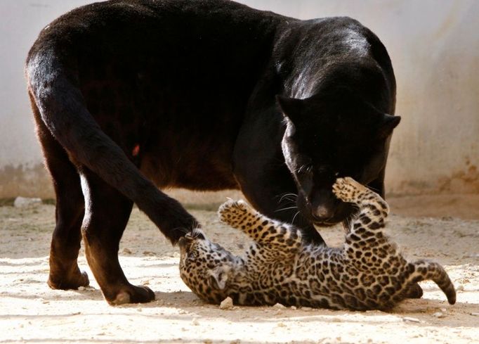 Aktivita jaguárů může spadat jak do denních tak do nočních hodin, na lov se však nejčastěji vydává za šera nebo v podvečer. Jako kořist mu slouží především kapybary, jelenovití kopytníci, pekari, ptáci i drobnější druhy savců a jako jsou aguti, opice a pásovci.