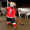Maskot MS v hokeji 2009 (Švýcarsko) - kráva Cooly