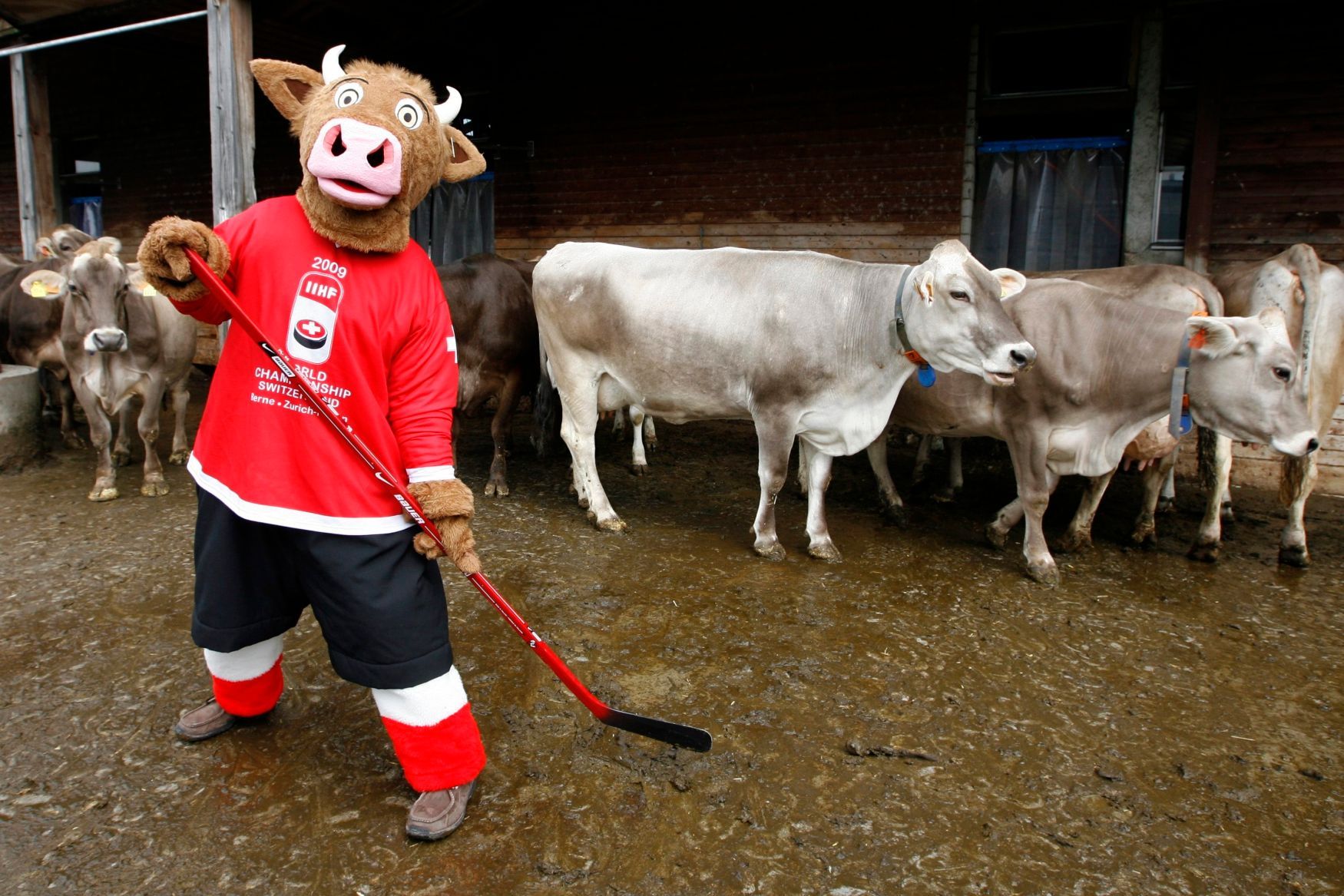 Maskot MS v hokeji 2009 (Švýcarsko) - kráva Cooly