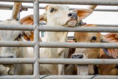 Redukci krav a prasat kvůli klimatu odmítáme, reagují na zprávu OSN čeští zemědělci