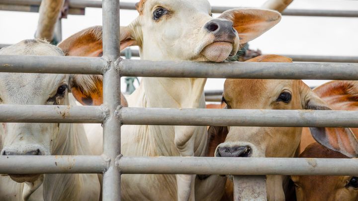 Žádná idyla na pastvinách, ale týrání. Spolek zveřejnil další tajné záběry z kravínů; Zdroj foto: Shutterstock