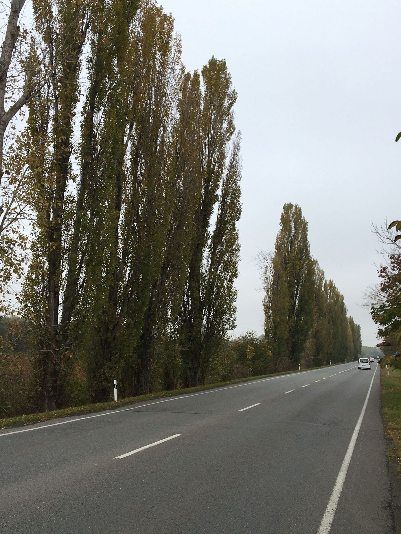 Soutěžní snímky Alej roku 2022