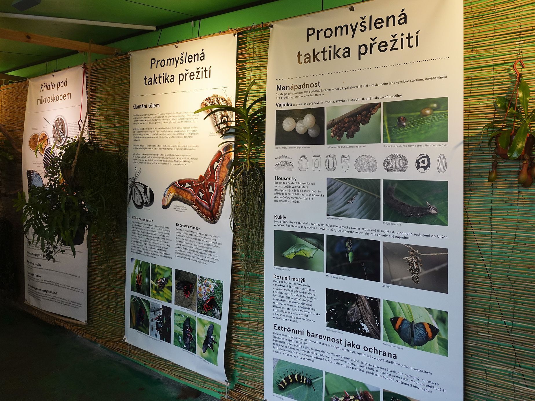 Motýli v Botanické zahradě v pražské Tróji, květen 2023