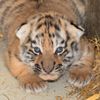 Tygři usurijští v olomoucké zoo