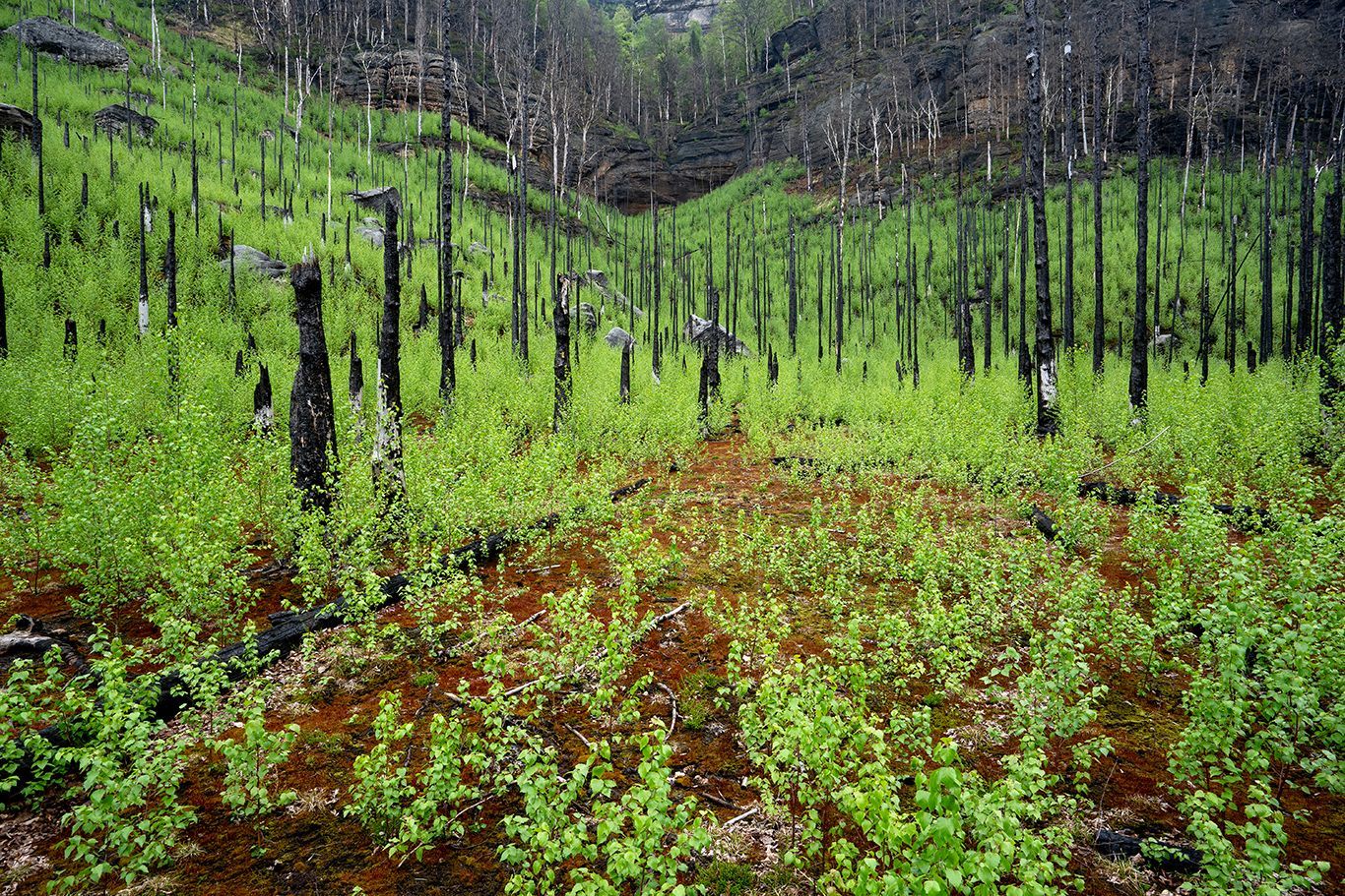 NP České Švýcarsko