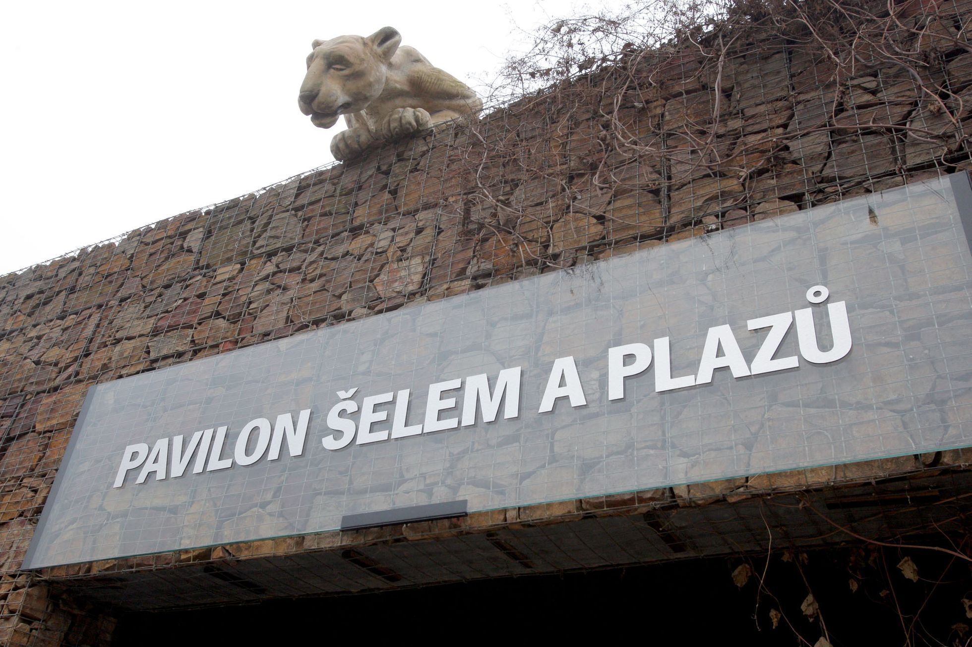 Lvi v pražské ZOO