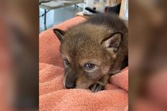 Rodina v USA zachránila zatoulané štěně, ale vyklubal se z něj kojot