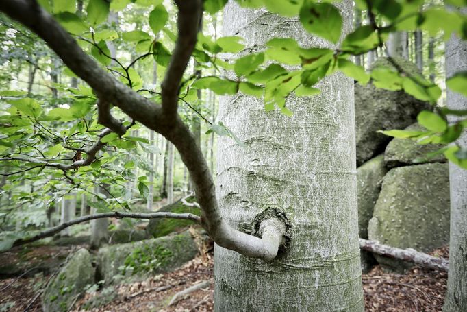 Jizerskohorské bučiny