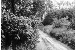 Okolí místa činu v lese u zámeckého parku Konopiště, kde bylo 2. srpna 1990 nalezeno tělo šestnáctileté Moniky Ondíkové. Fotografie z policejního vyšetřování.