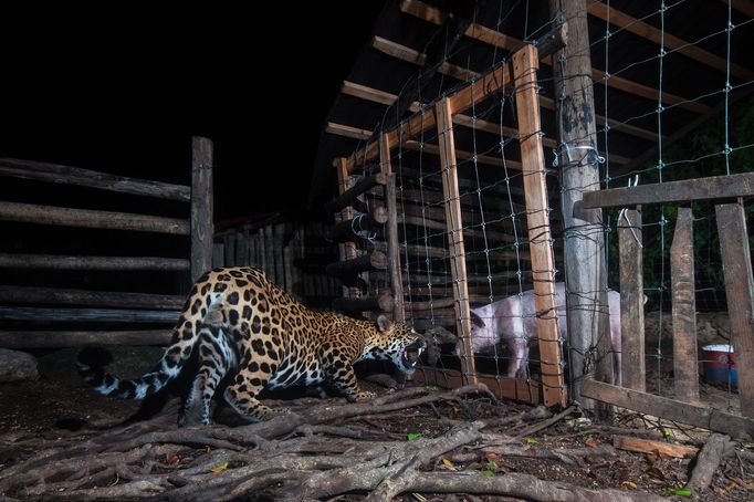 Vítězné snímky ze soutěže Environmental Photography Award 2024