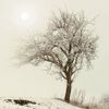 Zima - sníh - led - mráz - jinovatka - strom