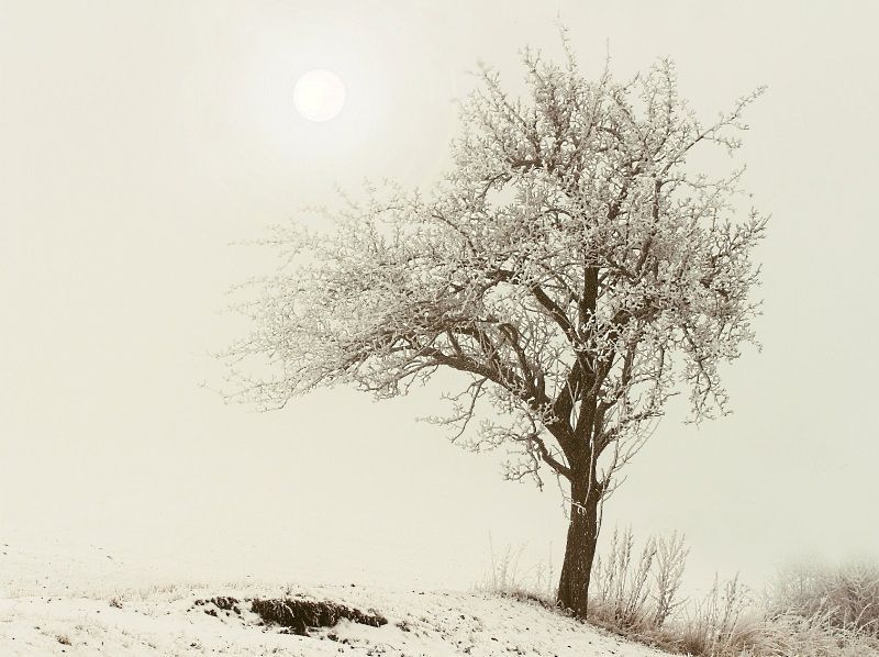 Zima - sníh - led - mráz - jinovatka - strom