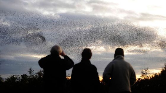 Fotogalerie: Když na obloze kouzlí hejna špačků