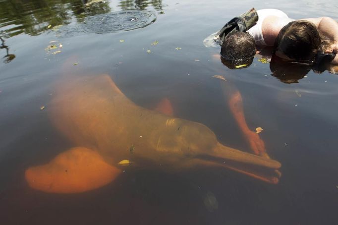 Igor Andrade (L), a physiotherapist, assists Alice Castro, 17 who suffers from mild cerebral palsy while interacting with a dolphin during a "Bototherapy" session at Arau River in Amazon August 22, 2012. The "Bototherapy", a "Rolfing" therapeutic practice assisted by river dolphins, was developed by Andrade and the treatment is free for children with disabilities or disorders from low income families. Picture taken August 22, 2012. REUTERS/Bruno Kelly (BRAZIL - Tags: SOCIETY HEALTH) Published: Srp. 28, 2012, 1:41 dop.