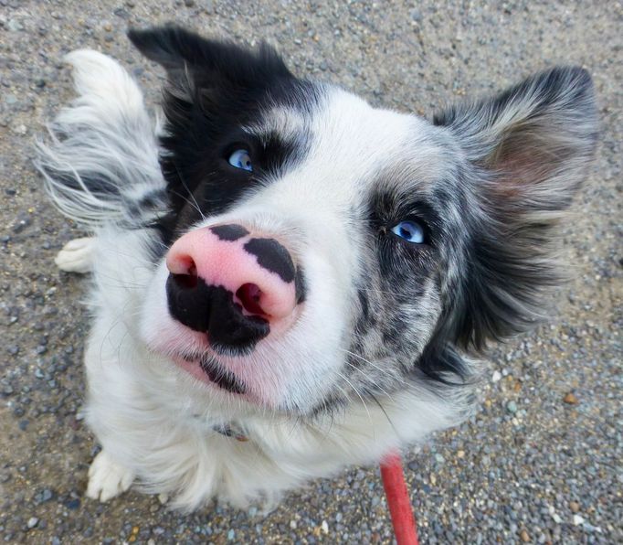 Corey je border kolie ve zbarvení blue merle. Miluje lidi, dlouhé procházky a svého pána. V době výpravy jí byl rok.