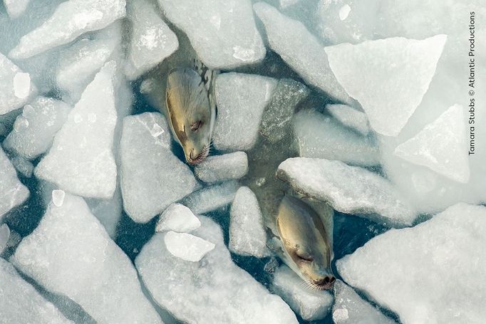 Fotografie ze soutěže Wildlife Photographer of the Year 2024