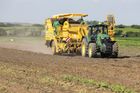 Teplomilné plodiny "migrují" na sever. Změna klimatu ohrožuje potravinovou bezpečnost