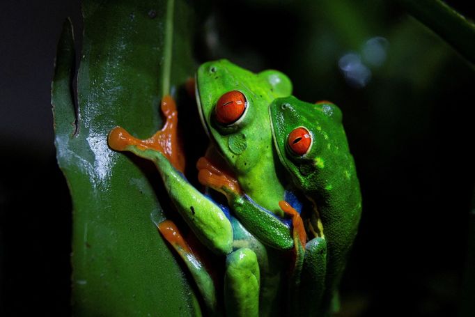 Dvě rosničky červenooké (Agalychnis callidryas) v zoo, předměstí Managuy, Nikaragua, 17. července 2022