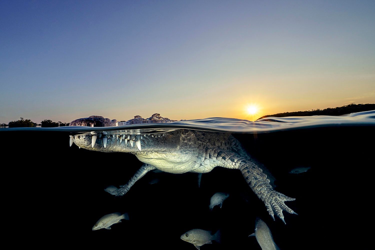 Sony World Photography Awards 2020 - ukázka přihlášených prací