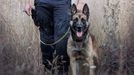 Policie dopadla recidivistu, který na Bruntálsku vykradl několik aut. Hlavní roli sehrál německý ovčák Ragnar. Ten psovody dovedl ke zloději, který se schovával v křoví.