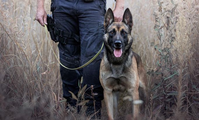 Policie dopadla recidivistu, který na Bruntálsku vykradl několik aut. Hlavní roli sehrál německý ovčák Ragnar. Ten psovody dovedl ke zloději, který se schovával v křoví.