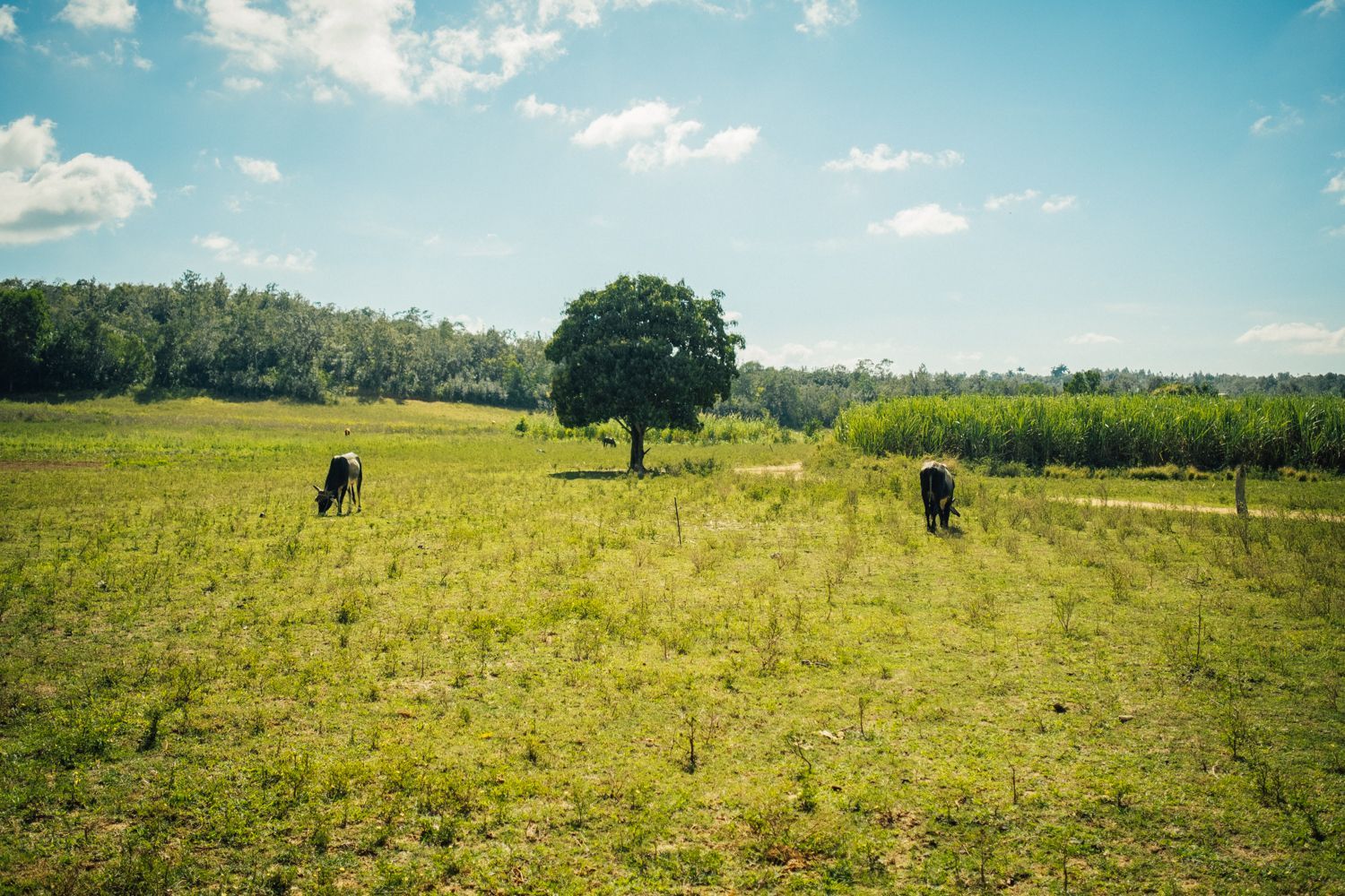 Romana Marie Jokelová: Kuba