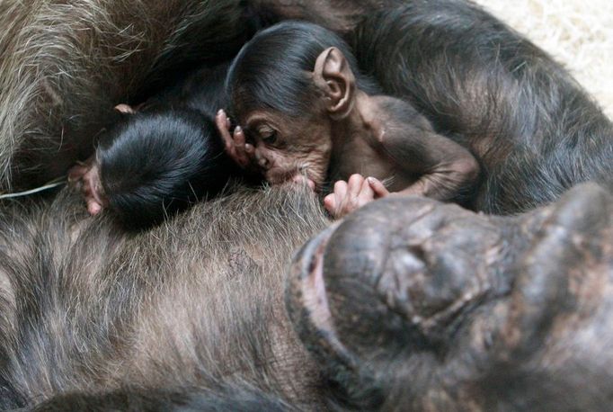 A devětadvacetiletá máma drží a neprotestuje. Šimpanz je nejčastěji chovaným a rozmnožovaným lidoopem. V zoologických zahradách se chová v párech nebo v rodinných skupinkách.