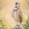 Finalisté soutěže Nikon Comedy Wildlife Awards 2024