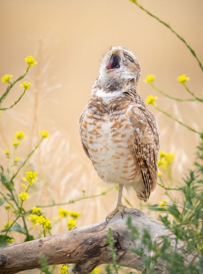 Finalisté soutěže Nikon Comedy Wildlife Awards 2024