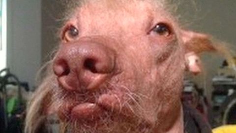 V Kalifornii se konala soutěž o nejošklivějšího psa