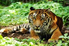 Zavřete tygří farmy a přestaňte s šelmami obchodovat, apelují ochránci zvířat na asijské státy