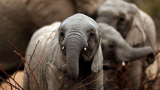 Slůně africké. Sloni afričtí jsou největšími suchozemskými savci, kteří dorůstají výšky až 4 m a obývají africký kontinent.