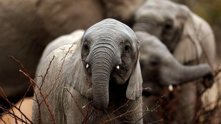 Když svět uvažuje o velkých zvířatech a má v hlavě brouky; Zdroj foto: Reuters