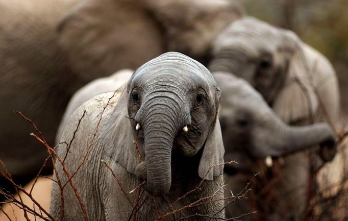 Slůně africké. Sloni afričtí jsou největšími suchozemskými savci, kteří dorůstají výšky až 4 m a obývají africký kontinent.