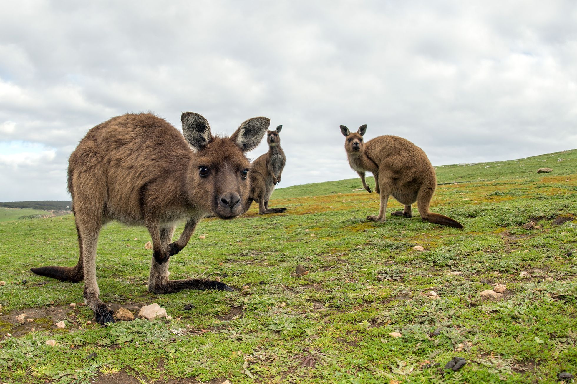 Ilustrační fotografie, klokan, klokani, Austrálie, březen 2018