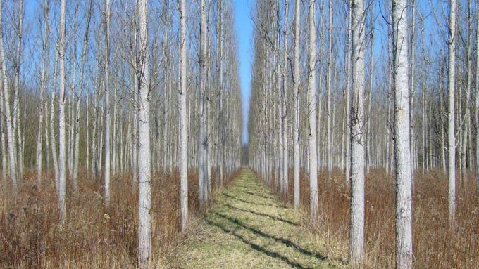 2. místo v kategorii Poškození lesa vlivem člověka: Stromořadí kam jen oko dohlédne, Tomáš Mrkvica