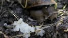 A snail (Helix Aspersa) sits next to her eggs in a farm in Vienna July 10, 2013. Andreas Gugumuck owns Vienna's largest snail farm, exporting snails, snail-caviar and snail-liver all over the world. The gourmet snails are processed using old traditional cooking techniques and some are sold locally to Austrian gourmet restaurants. Picture taken July 10, 2013. REUTERS/Leonhard Foeger (AUSTRIA - Tags: ANIMALS FOOD SOCIETY) Published: Čec. 16, 2013, 11:14 dop.