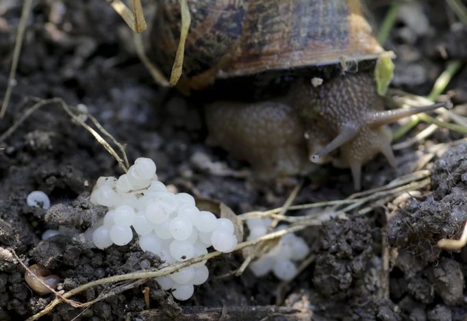 A snail (Helix Aspersa) sits next to her eggs in a farm in Vienna July 10, 2013. Andreas Gugumuck owns Vienna's largest snail farm, exporting snails, snail-caviar and snail-liver all over the world. The gourmet snails are processed using old traditional cooking techniques and some are sold locally to Austrian gourmet restaurants. Picture taken July 10, 2013. REUTERS/Leonhard Foeger (AUSTRIA - Tags: ANIMALS FOOD SOCIETY) Published: Čec. 16, 2013, 11:14 dop.