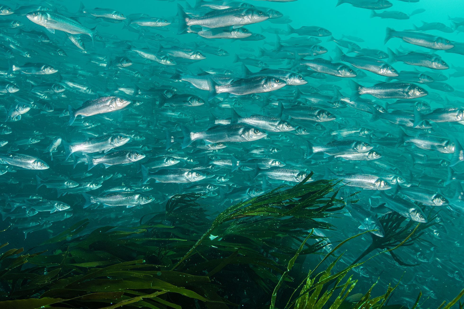 Vítězové soutěže Underwater Photographer of the Year 2024