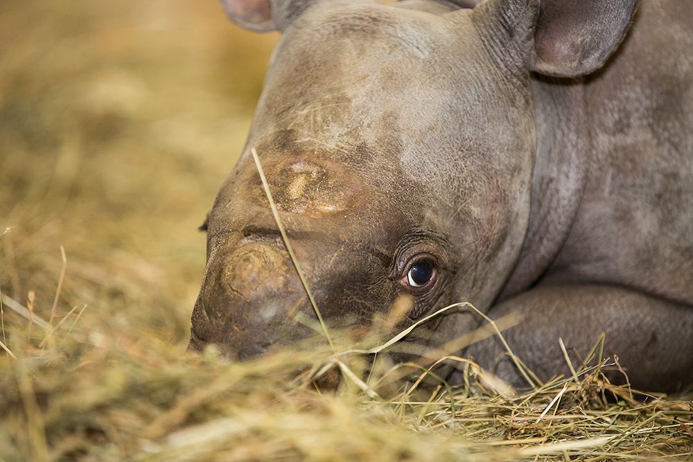 Nové mládě nosorožce v ZOO Dvůr Králové